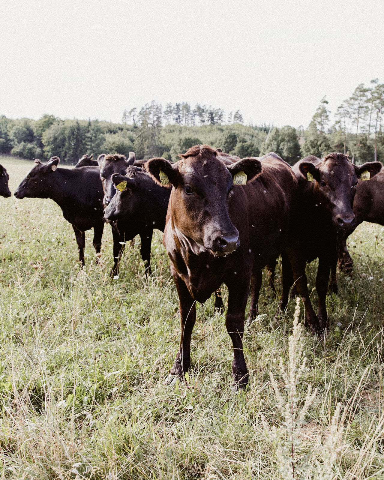 Wagyu| Informationen zur Fleischrasse | Kaufnekuh